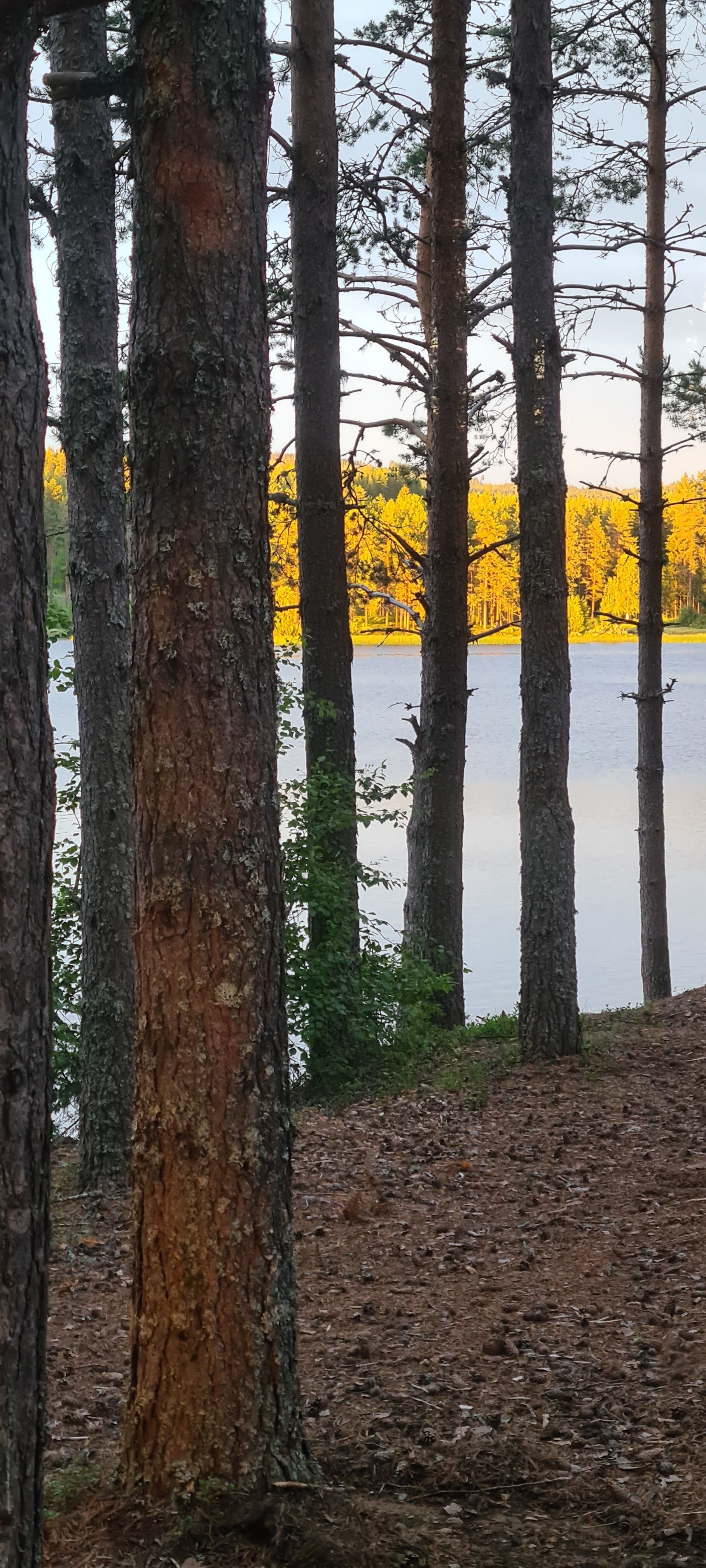 Fricamping på Våler Finnskog (Kynndalsmoen)